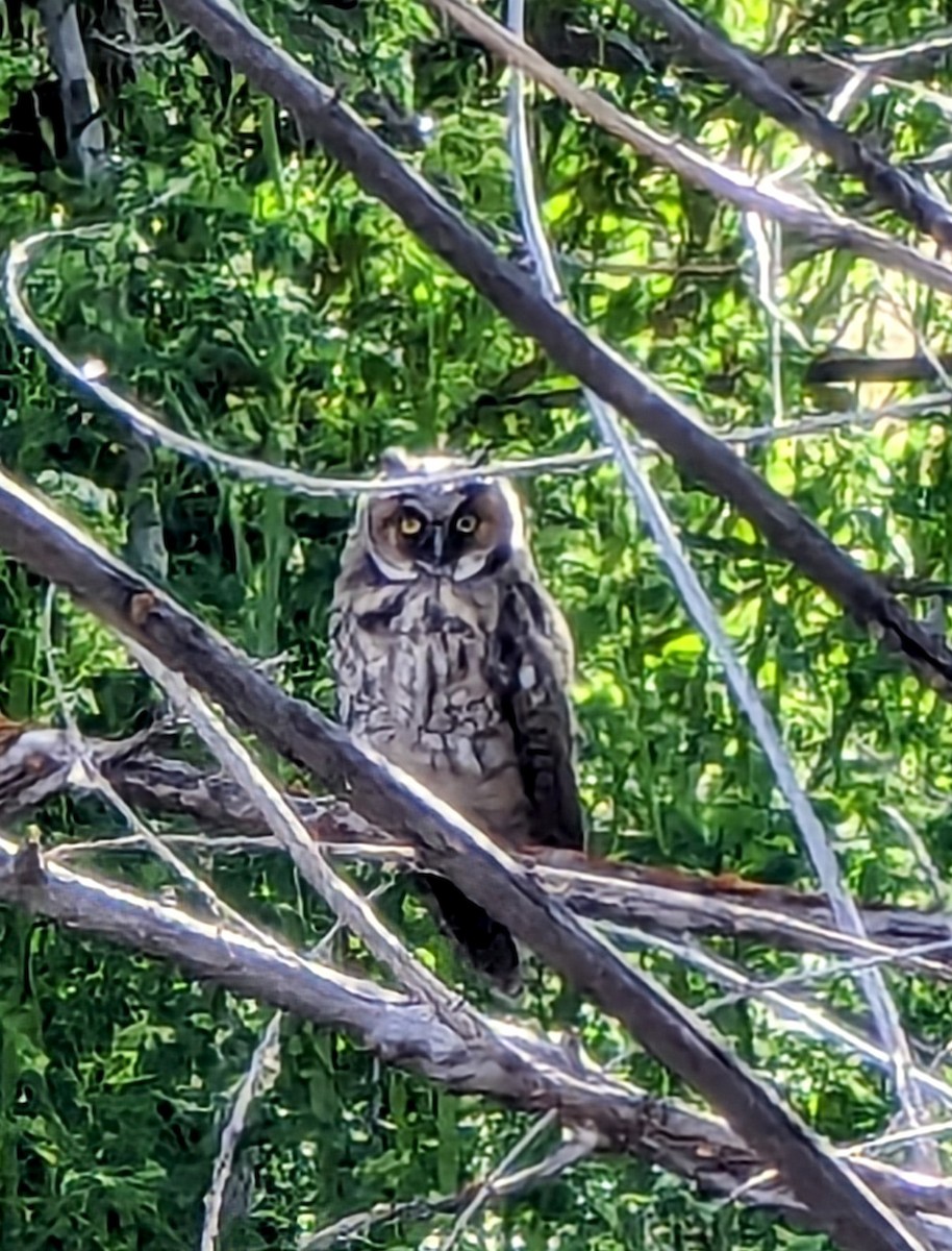 Great Horned Owl - ML619572507