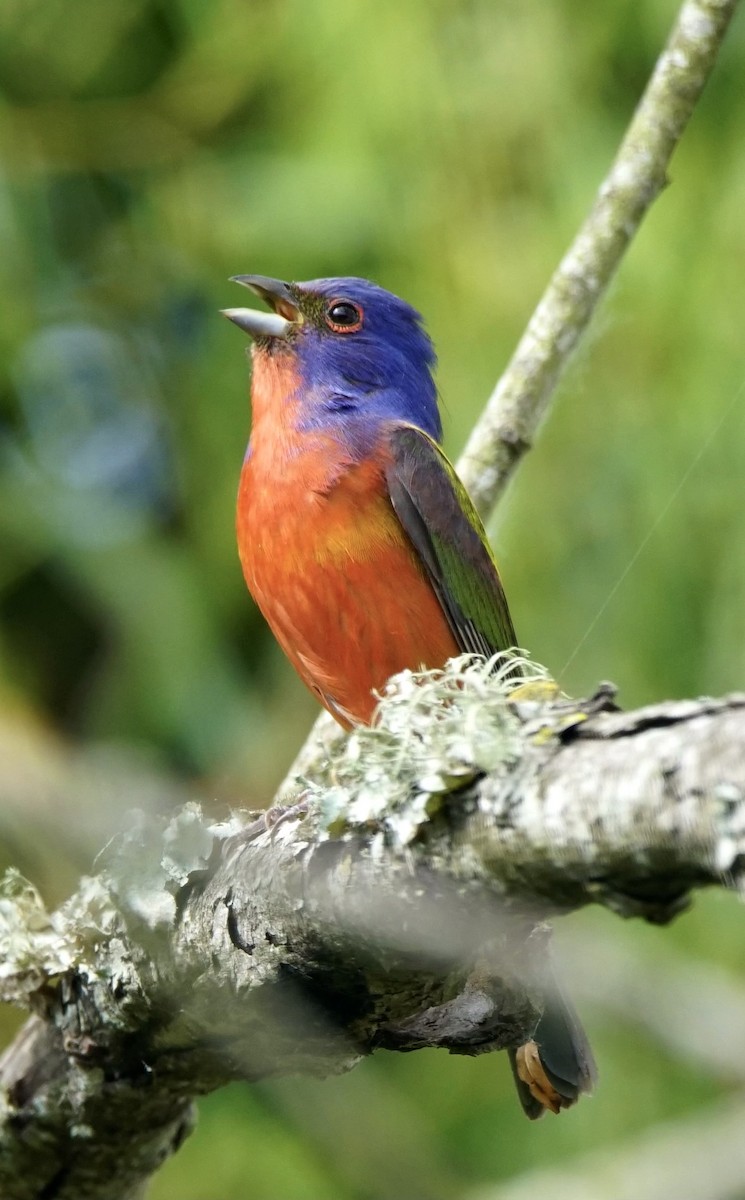 Painted Bunting - ML619572509