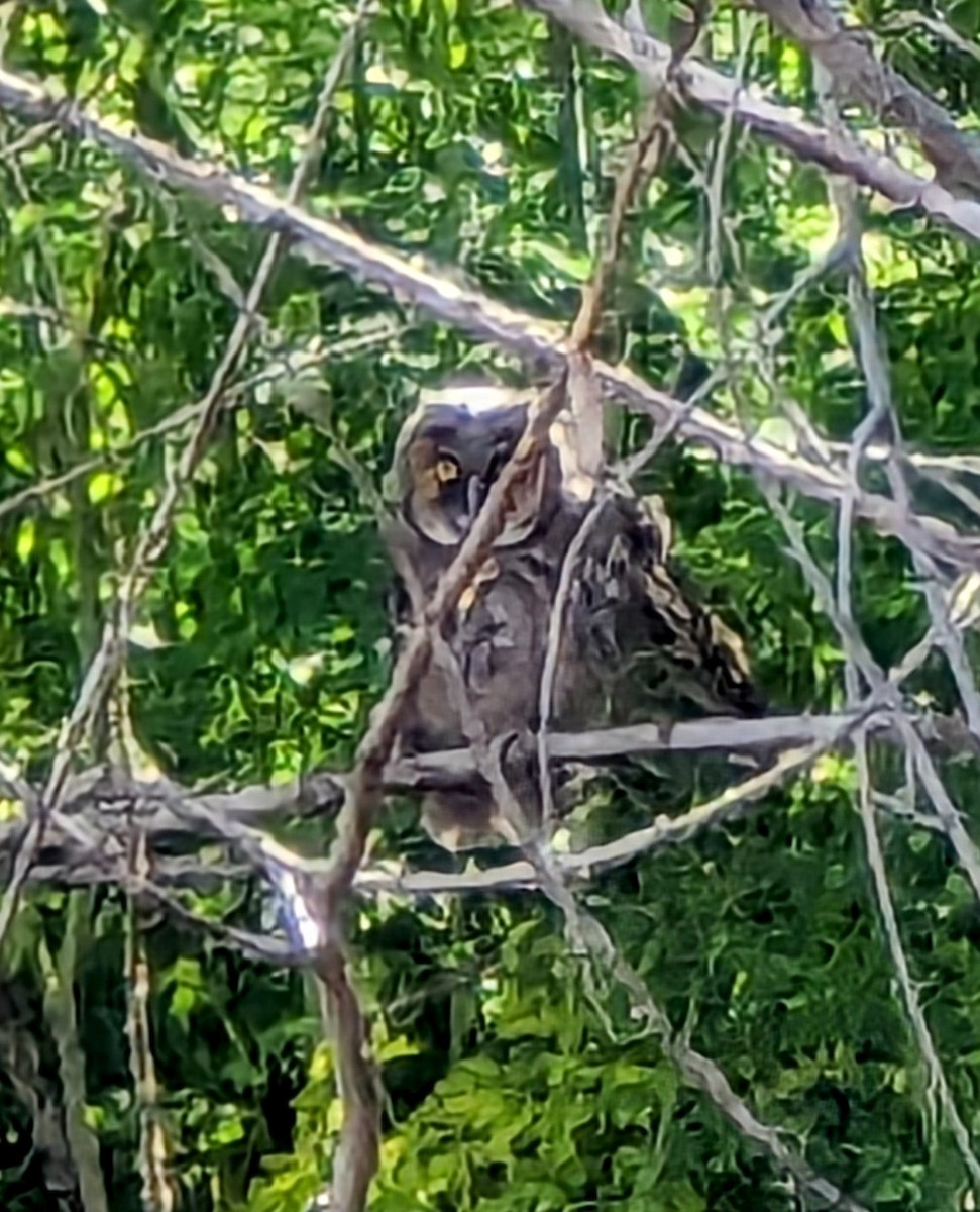 Great Horned Owl - ML619572527