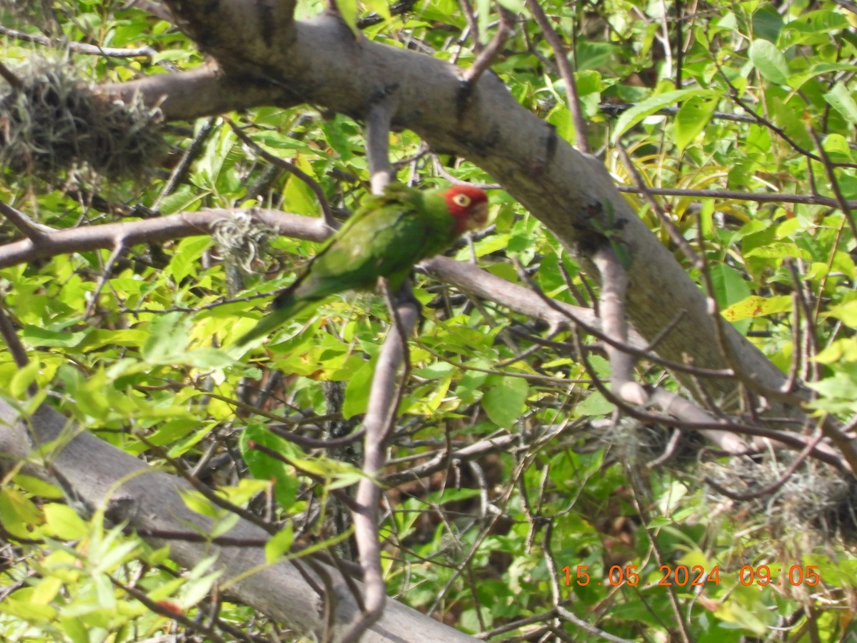 Red-masked Parakeet - ML619572594