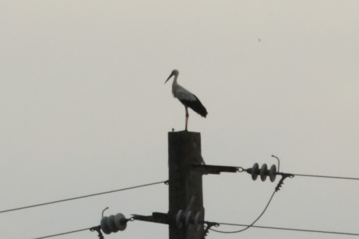 White Stork - ML619572641