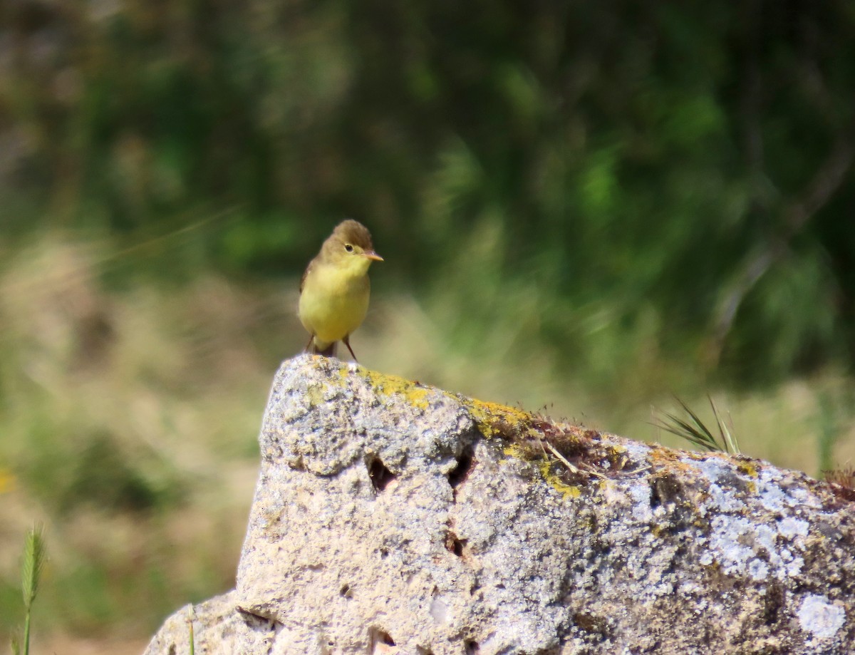 Melodious Warbler - ML619572661