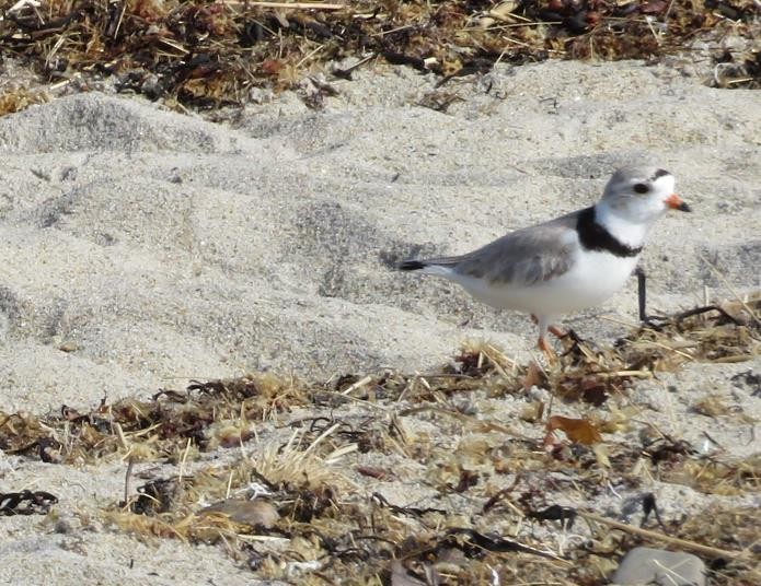 Piping Plover - ML619572707