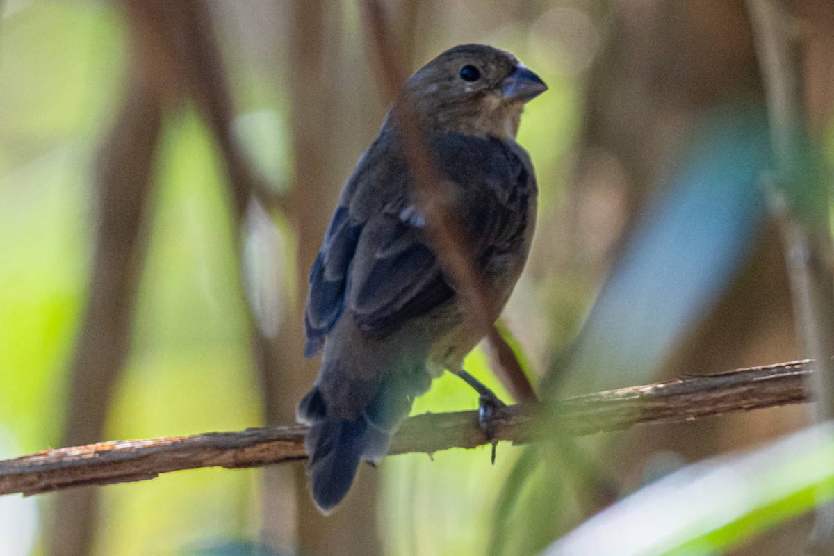 Double-collared Seedeater - ML619572751
