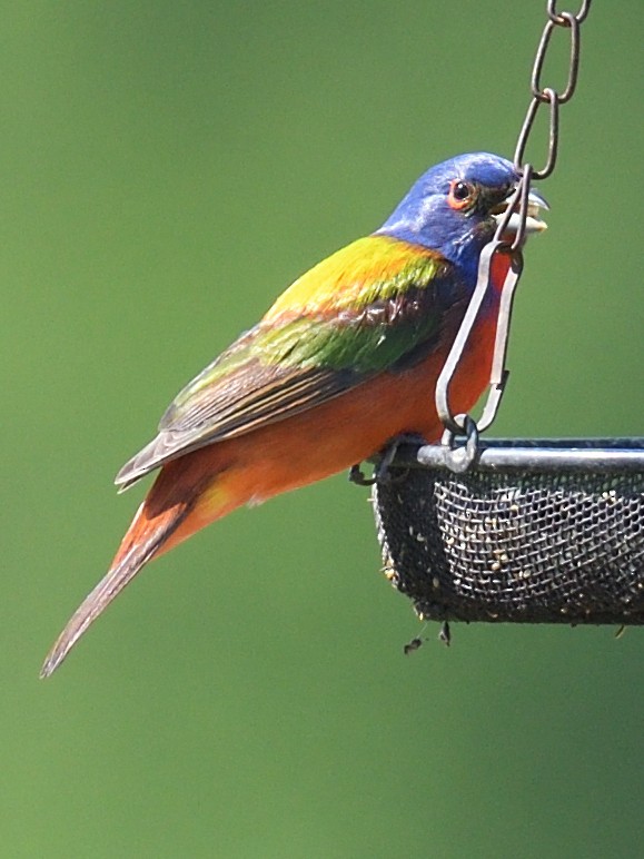 Painted Bunting - ML619572821