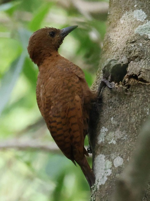 Rufous Woodpecker - ML619572858