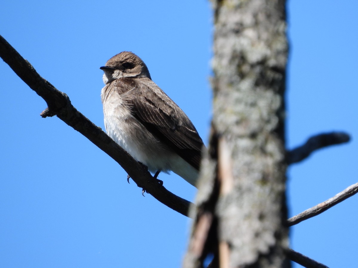 Northern Rough-winged Swallow - ML619572859