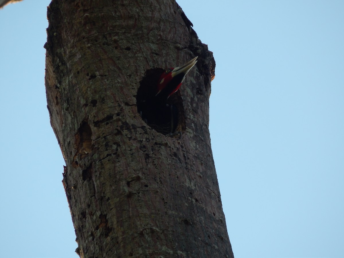 Crimson-crested Woodpecker - ML619572920