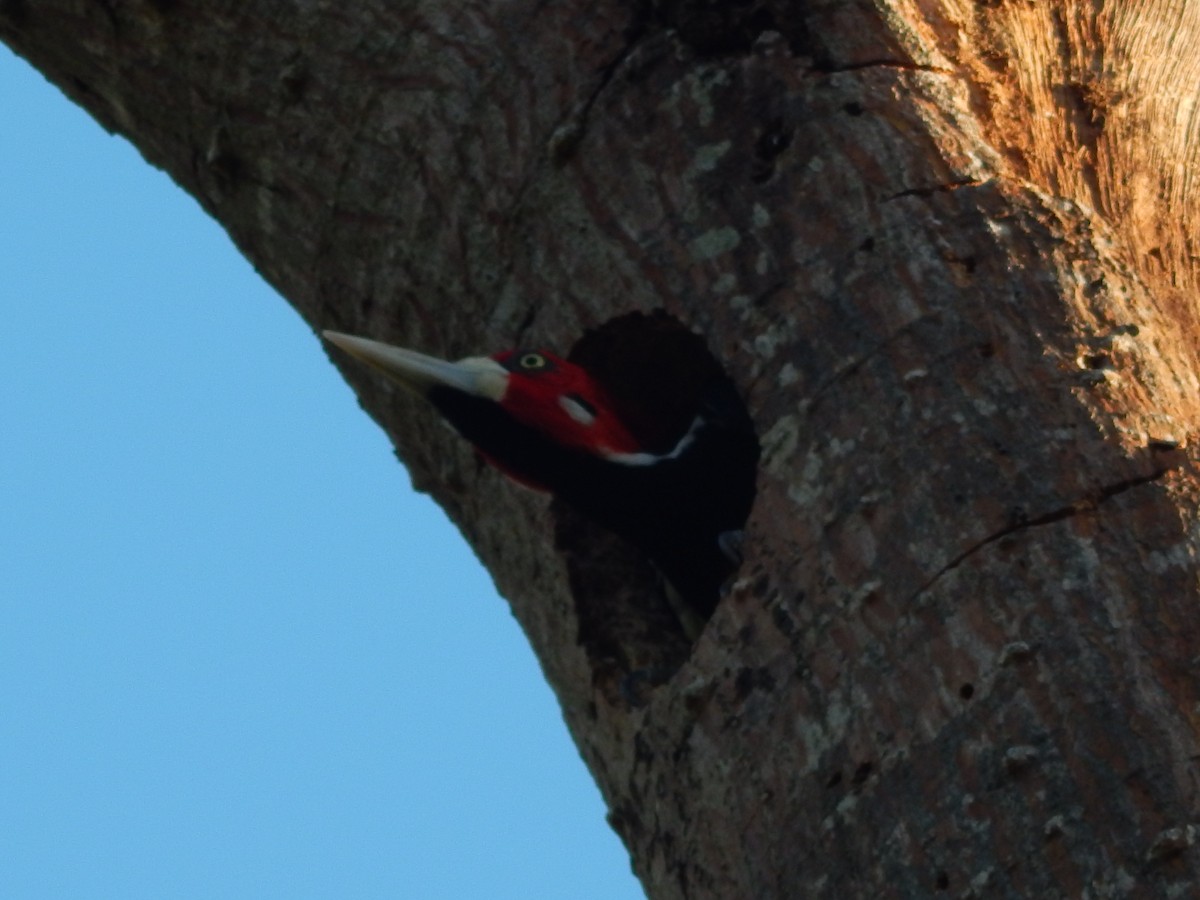 Crimson-crested Woodpecker - ML619572921