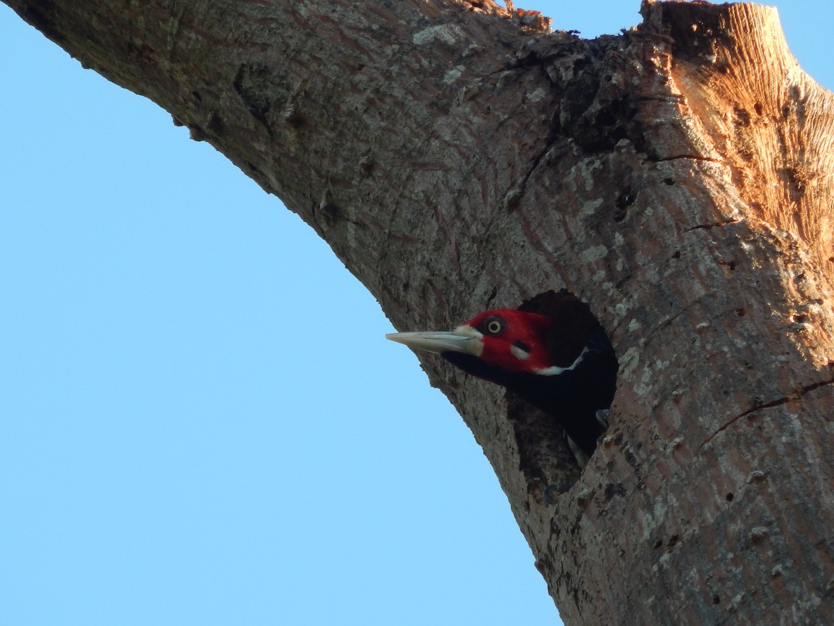 Crimson-crested Woodpecker - ML619572922