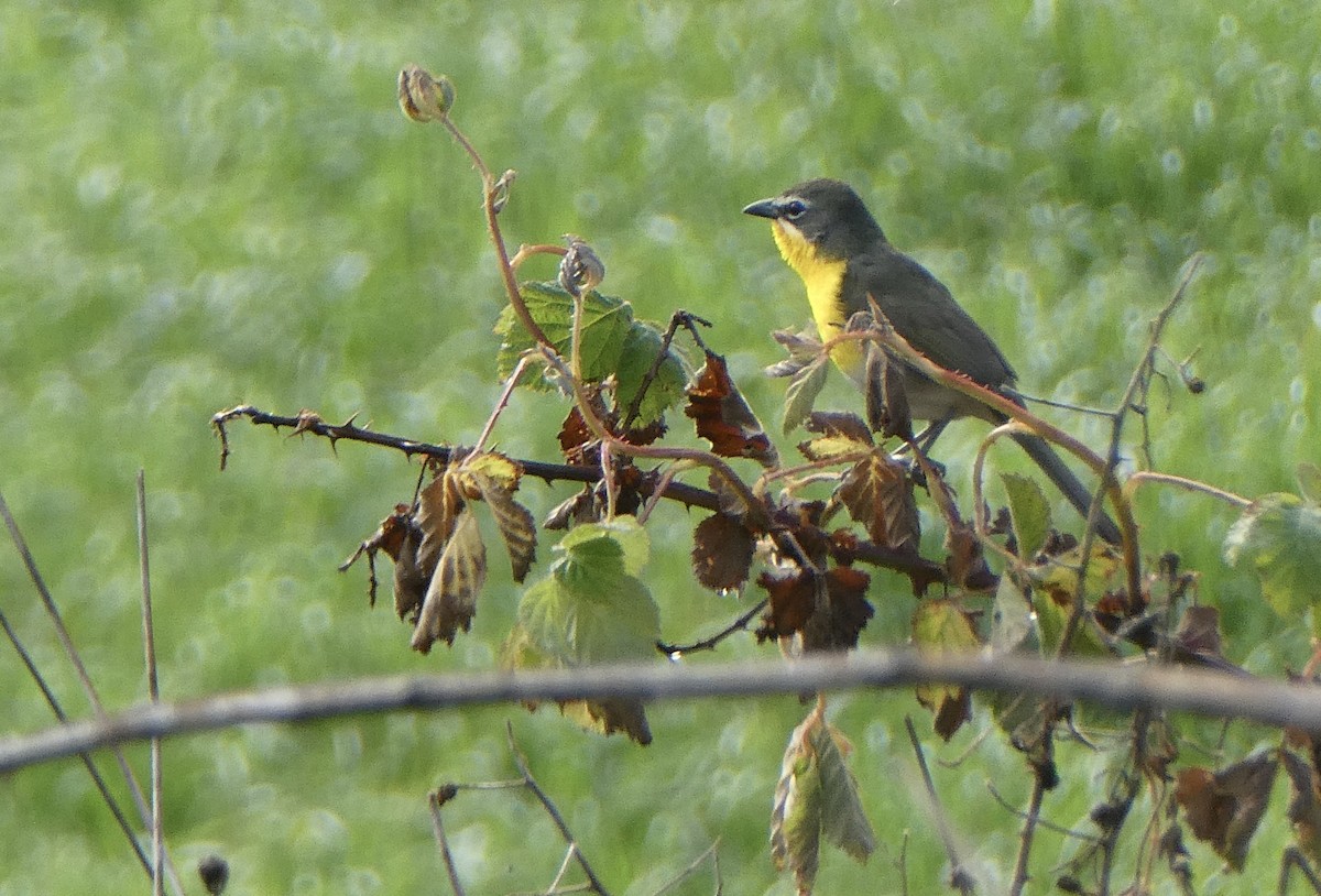 Yellow-breasted Chat - ML619572978