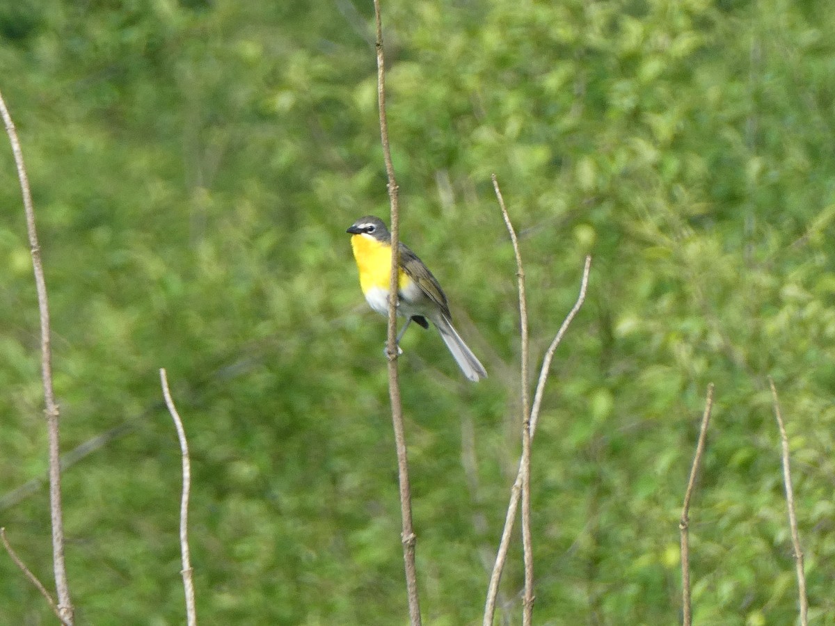 Yellow-breasted Chat - ML619572979