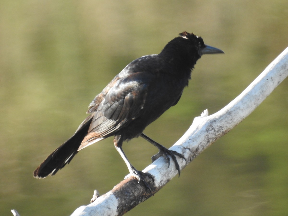 Boat-tailed Grackle - ML619572980