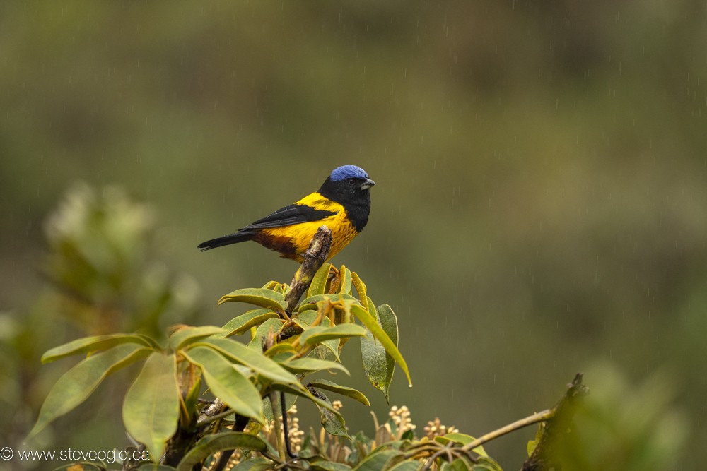 Golden-backed Mountain Tanager - ML619572981