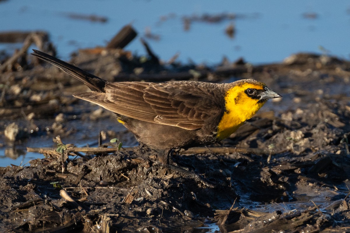 Yellow-headed Blackbird - ML619573085