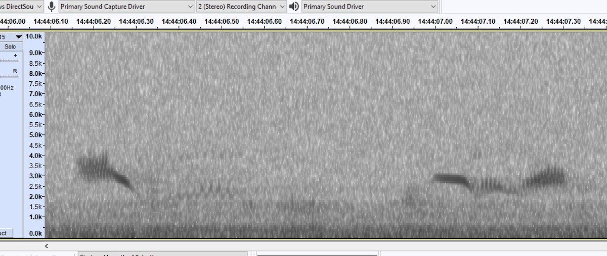 Чернокрылая пиранга - ML619573101