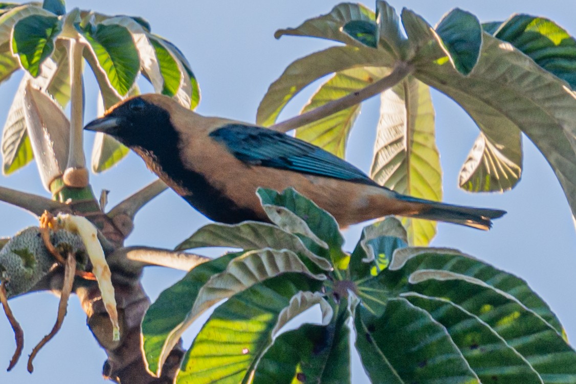 Burnished-buff Tanager - ML619573202