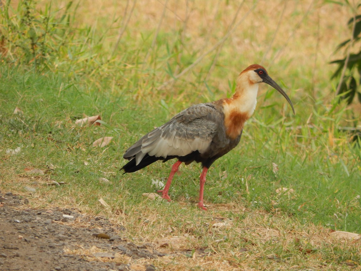 ibis bělokřídlý - ML619573253