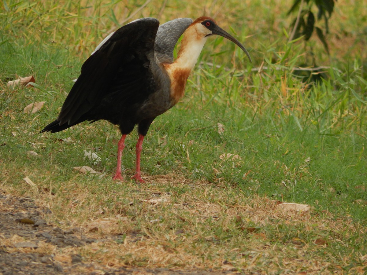 ibis bělokřídlý - ML619573262