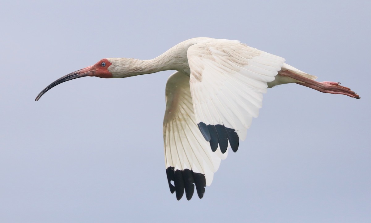 ibis bílý - ML619573274