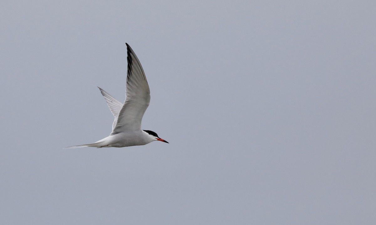 Common Tern - ML619573334