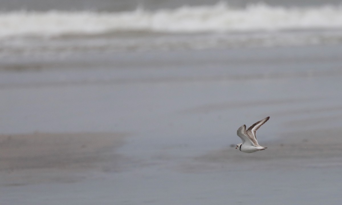 Piping Plover - ML619573347