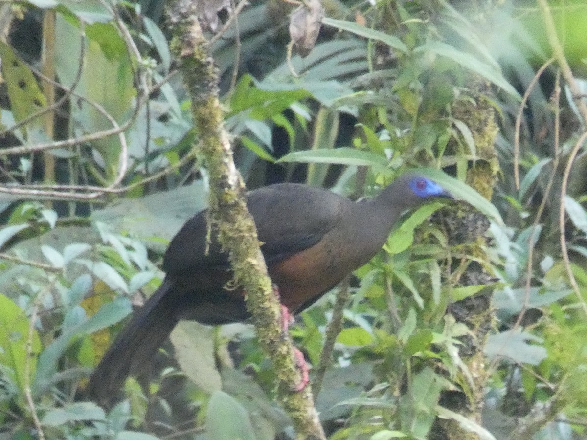 Sickle-winged Guan - ML619573359
