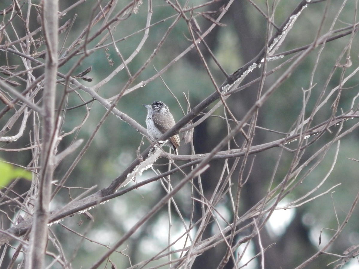 White-wedged Piculet - ML619573375