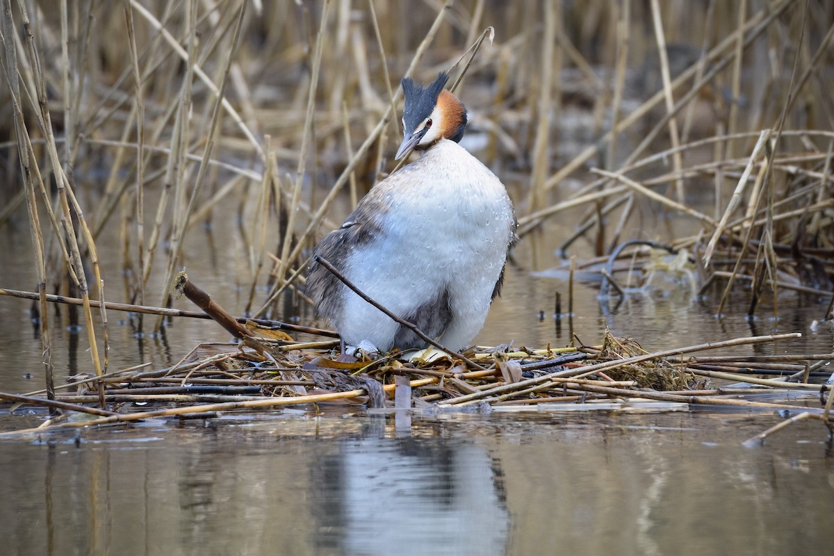 Great Crested Grebe - ML619573401