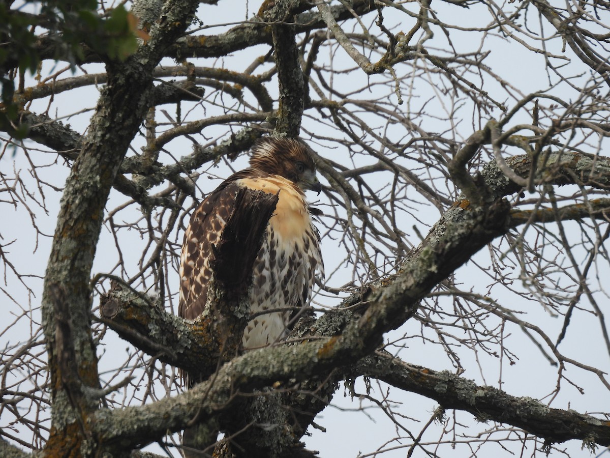 Red-tailed Hawk - ML619573469