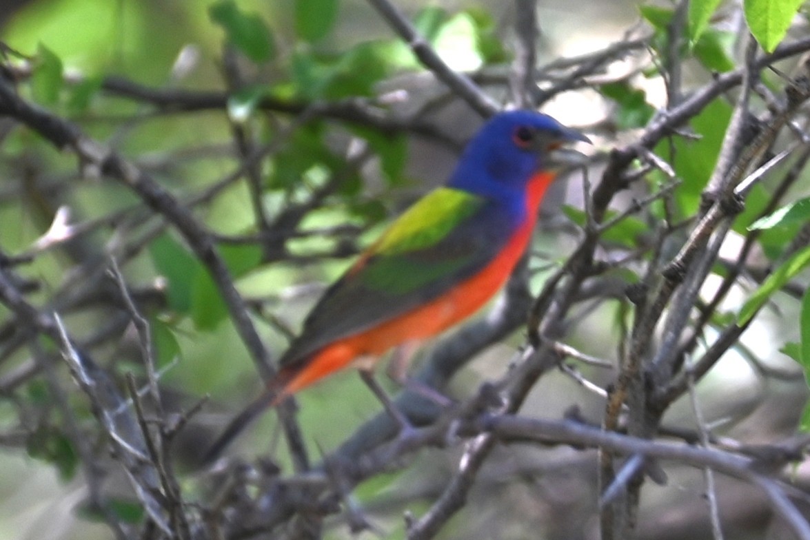 Painted Bunting - ML619573474