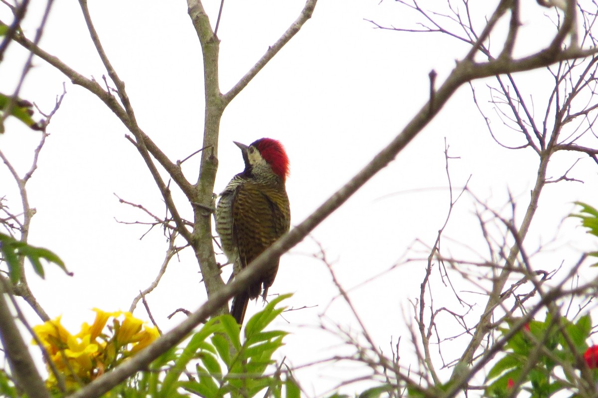 Black-necked Woodpecker - ML619573504