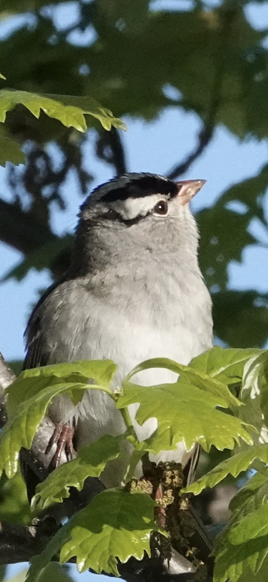 White-crowned Sparrow - ML619573519