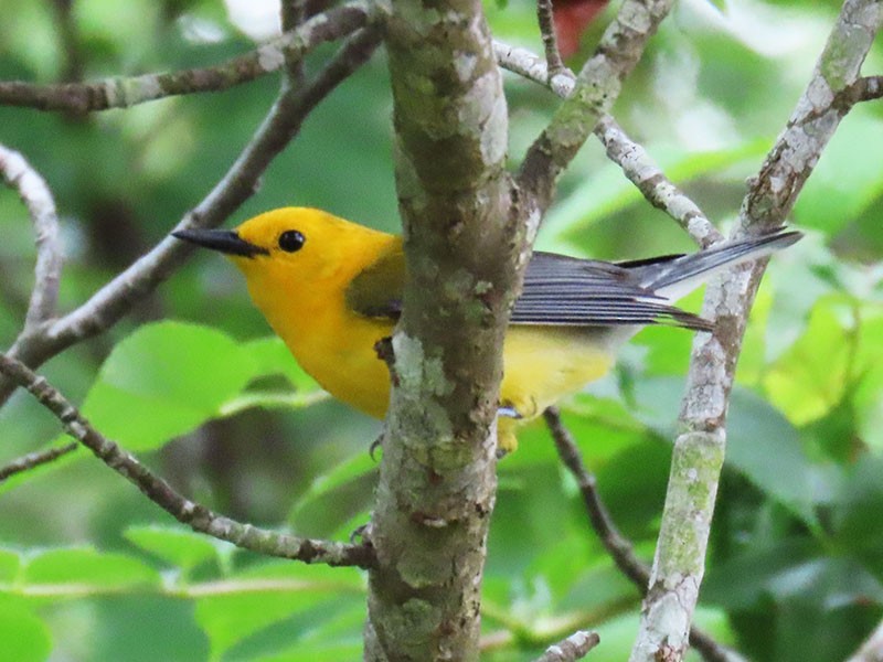 Prothonotary Warbler - ML619573536