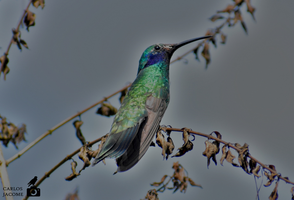 kolibřík modrolící - ML619573615
