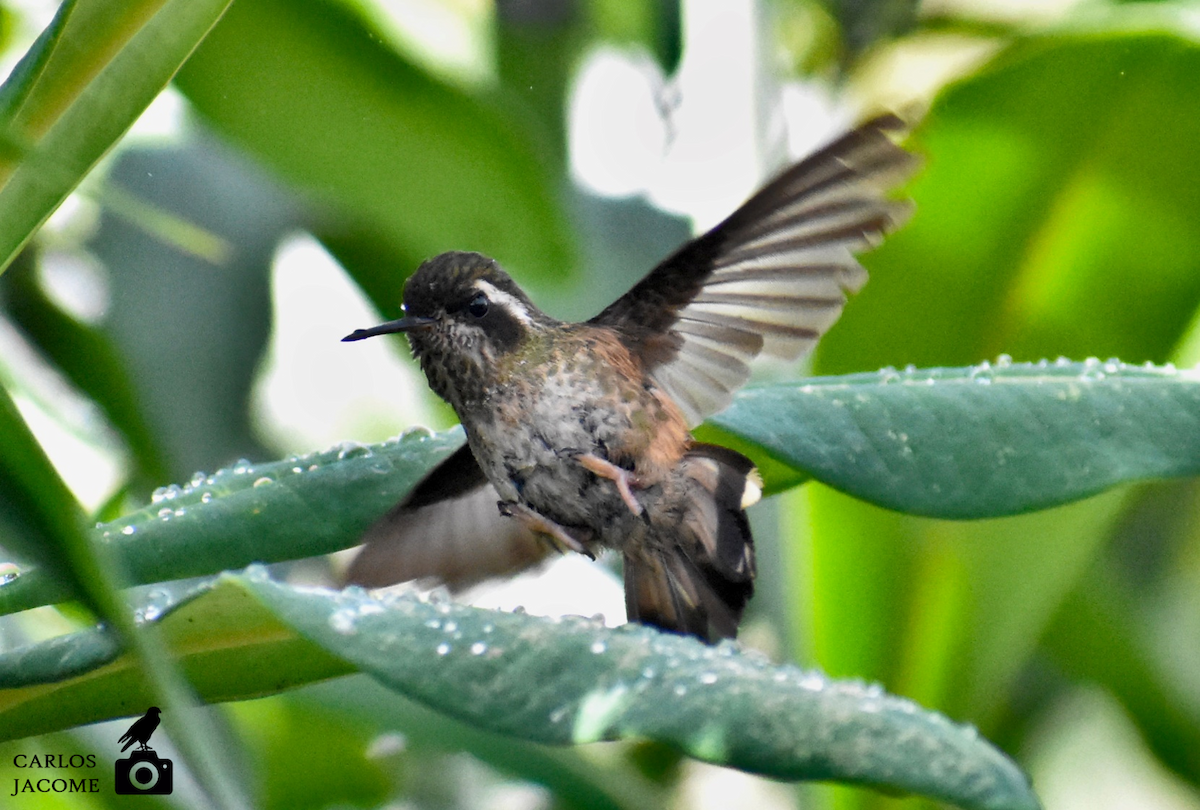 Speckled Hummingbird - ML619573631