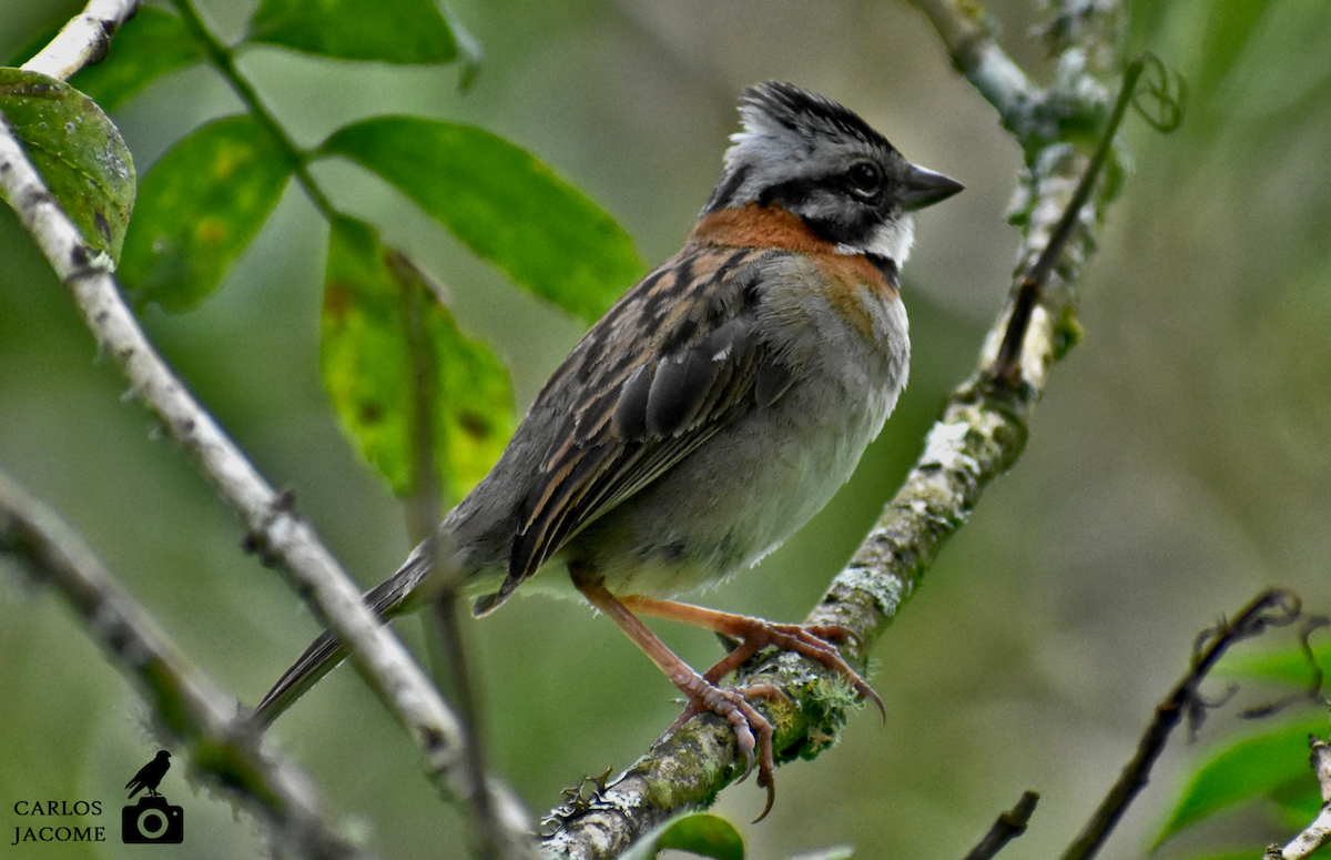Rufous-collared Sparrow - ML619573676