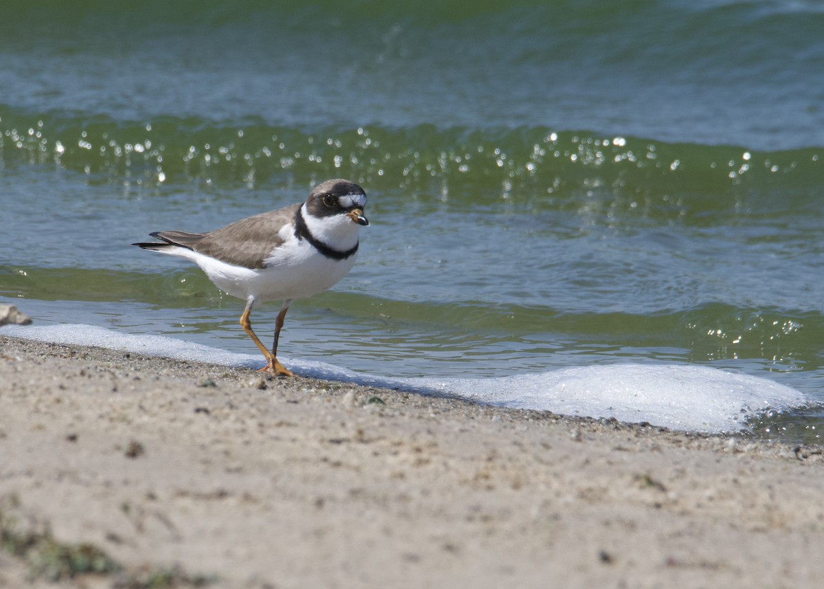 Semipalmated Plover - ML619573679