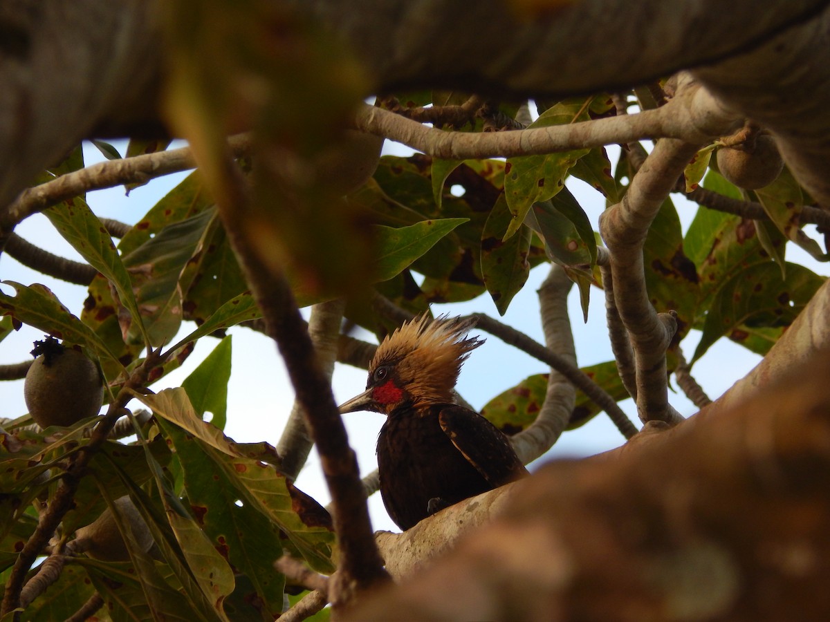 Blond-crested Woodpecker - ML619573686