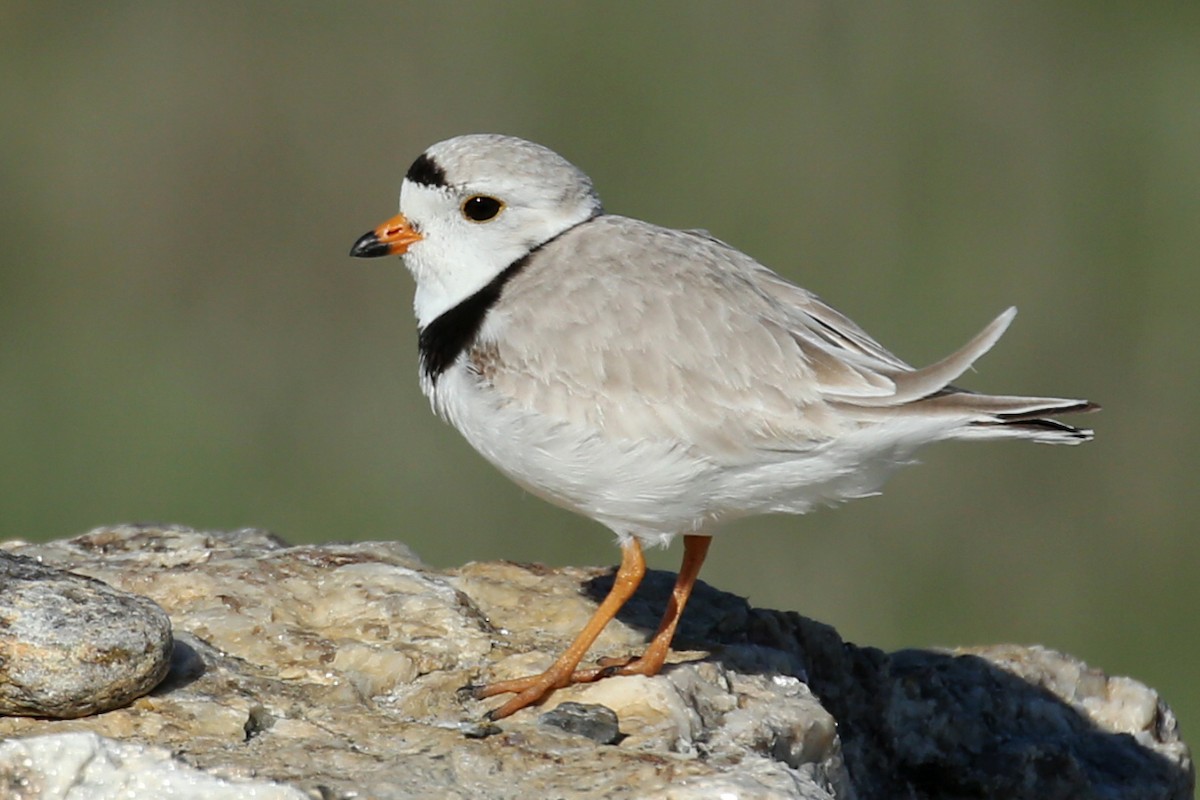 Piping Plover - ML619573774