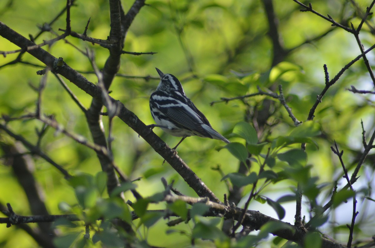 Black-and-white Warbler - ML619573798