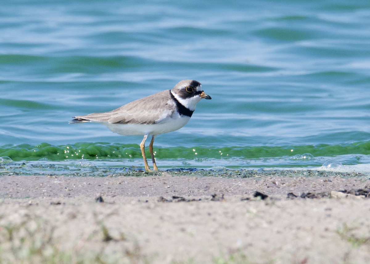 Semipalmated Plover - ML619573850