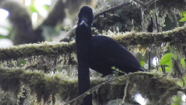 Эквадорская зонтичная птица - ML619573872
