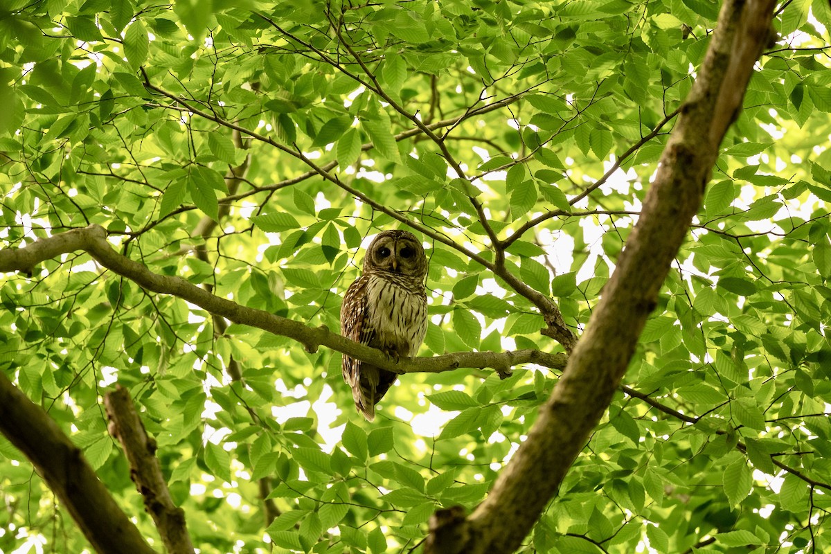 Barred Owl - ML619573883