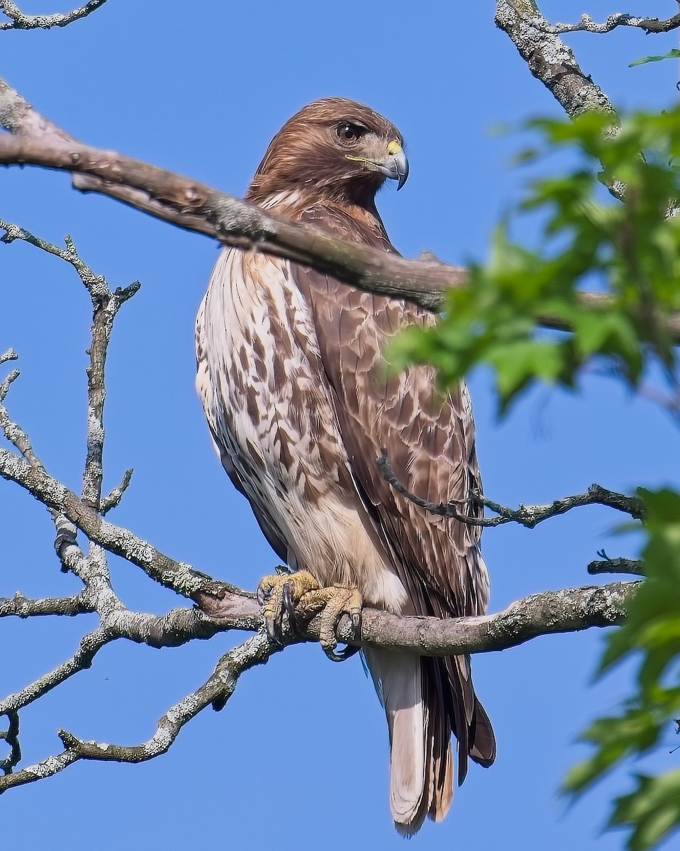 Red-tailed Hawk - ML619574006