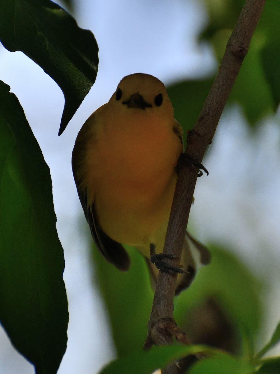 Prothonotary Warbler - ML619574032