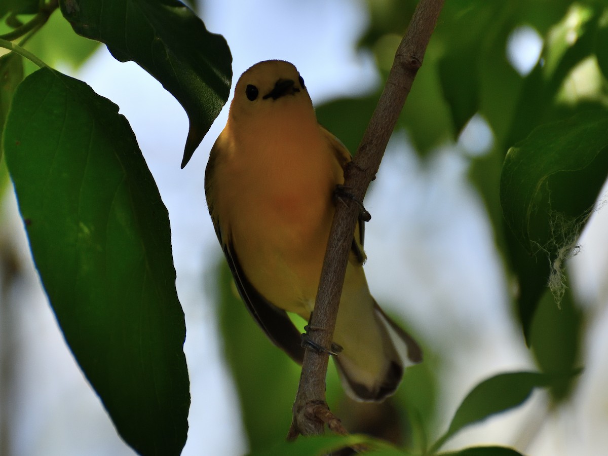 Prothonotary Warbler - ML619574033