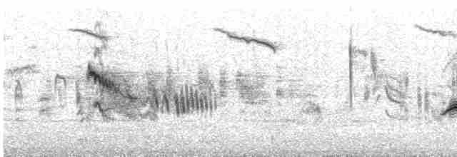 Rufous-tailed Scrub-Robin - ML619574054