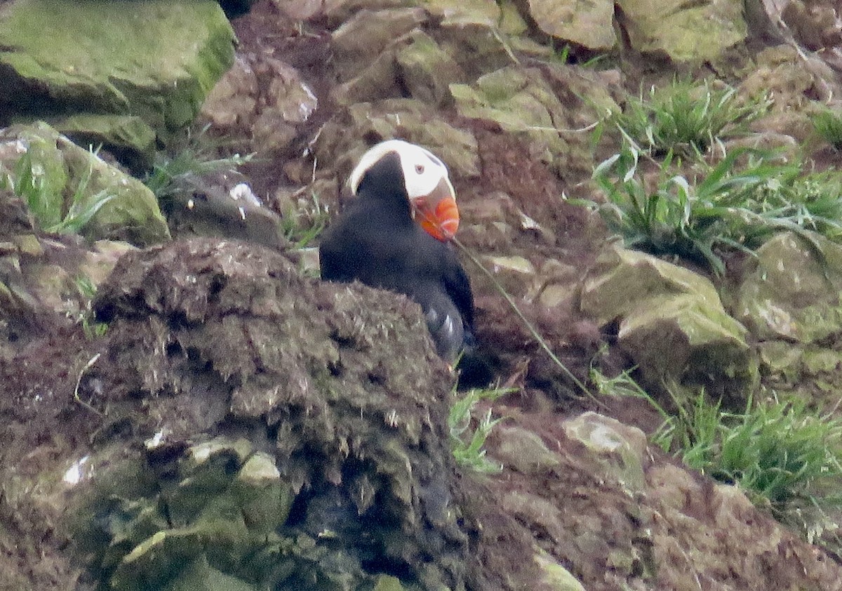 Tufted Puffin - ML619574076