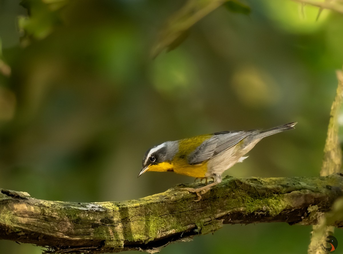Crescent-chested Warbler - ML619574091